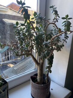 Толстянка (денежное дерево) взрослое