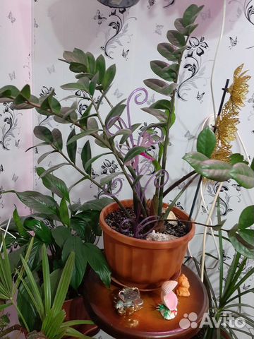 Замиокулькас долларовое дерево