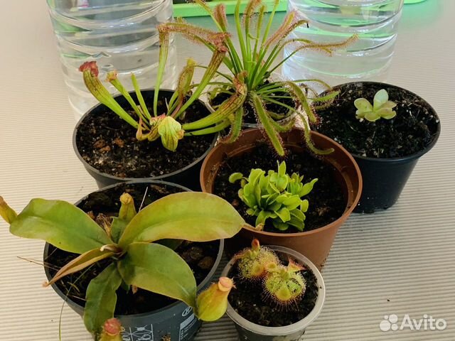 Непентес. Разные виды и размеры