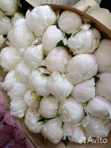 Пионы букет цветов на 1 сентября коробка корзина