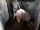 Свиноматка объявление продам