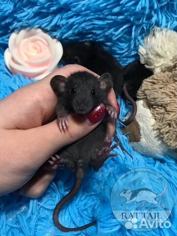 Крысята black Irish/self от заводчика. Крыса Дамбо