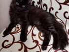 Котята чёрной турецкой ангоры объявление продам