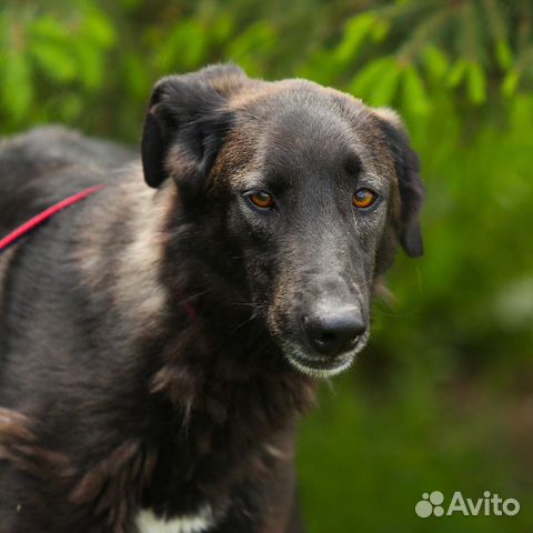 Собака в добрые руки