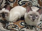 Тайские котята тайский котёнок Меконгский бобтейл объявление продам