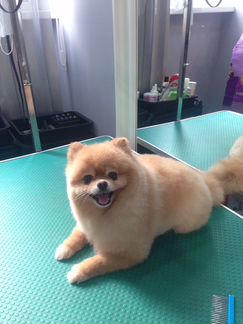 Груминг и УЗ чистка зубов (стрижка животных)