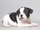 Французский бульдог щенок объявление продам