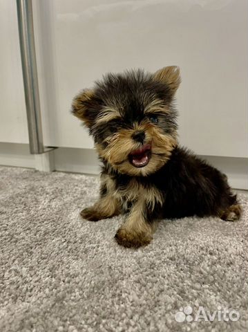 Щенки йоркширского терьера