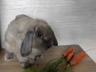 Кролик декоративный карликовый объявление продам