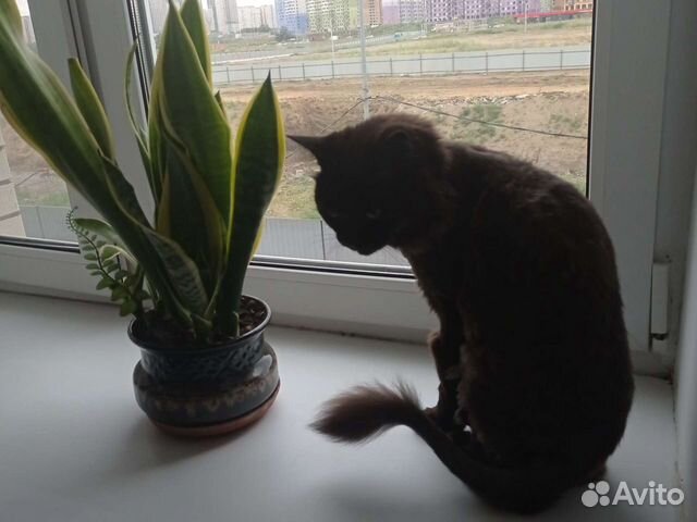 Домашняя передержка животных