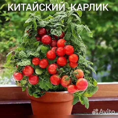 Комнатные помидоры