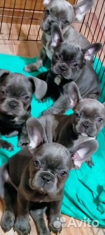 Французский бульдог голубой