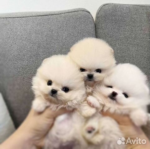 Померанские шпицы минюшки