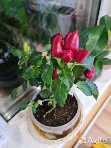 Семена растение перца мини острый комнатный