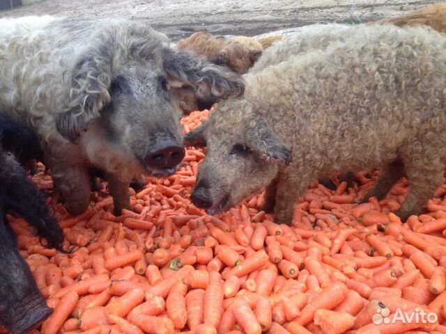 Мясо домашнее (Мангалица) кабан дикий