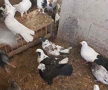 Голуби старо-породной шейки челноше. Бакинские голуби на авито. Голуби бойные бакинцы чернохвостые. Голуби бойные мраморные бакинцы. Бакинские голуби на авито.