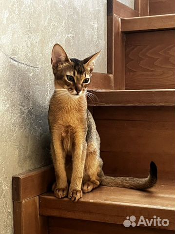 Абиссинская