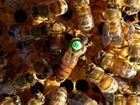 Пчелопакеты и пчеломатки Бакфаст Крым сезон 2022г объявление продам