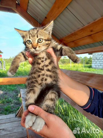 Авито липецк котята в добрые руки с фото