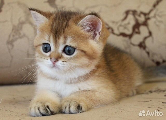 Британские котята золотая шиншилла Ny 11