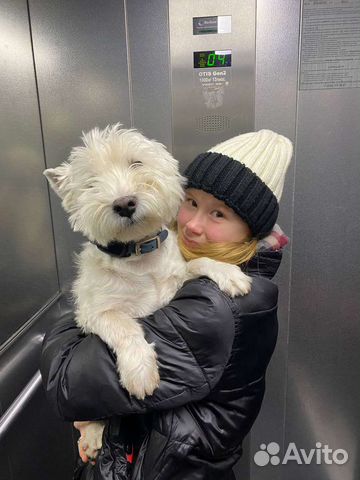 Догситтер, выгул собак