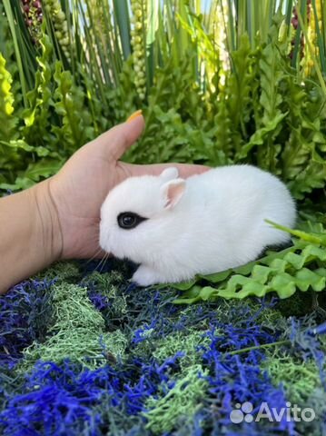 Мини кролики ручные карлики