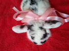 Вислоухий карликовые кролики объявление продам