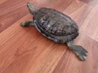 Красноухая черепаха с аквариумом продам объявление продам
