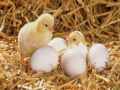 Инкубационное яйцо индейки, бройлера кобб 500-700