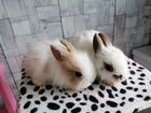 Продам карликовых крольчат