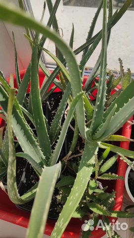 Алоэ Вера / каланхоэ / доктор лечебное растение