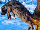 Тигр Питбуль щенок (питомник) объявление продам