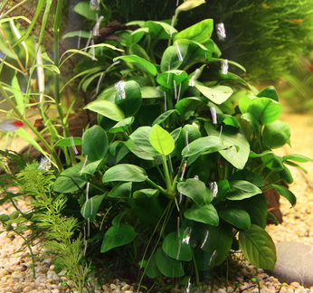 Неоны, креветки, Хелены, аквариумные растения