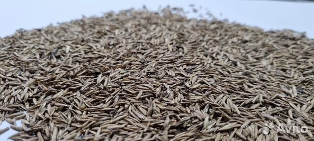 Семена многолетних трав оптом и в розницу