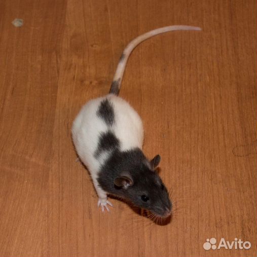 Кудрявые Сатиновые мыши - купить в Комсомольске-на-Амуре, цена 500 руб., продано