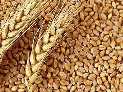 Зерно,пшеница,корм