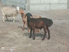 Гиссарский баранчик обмен, бычки на мясо объявление продам