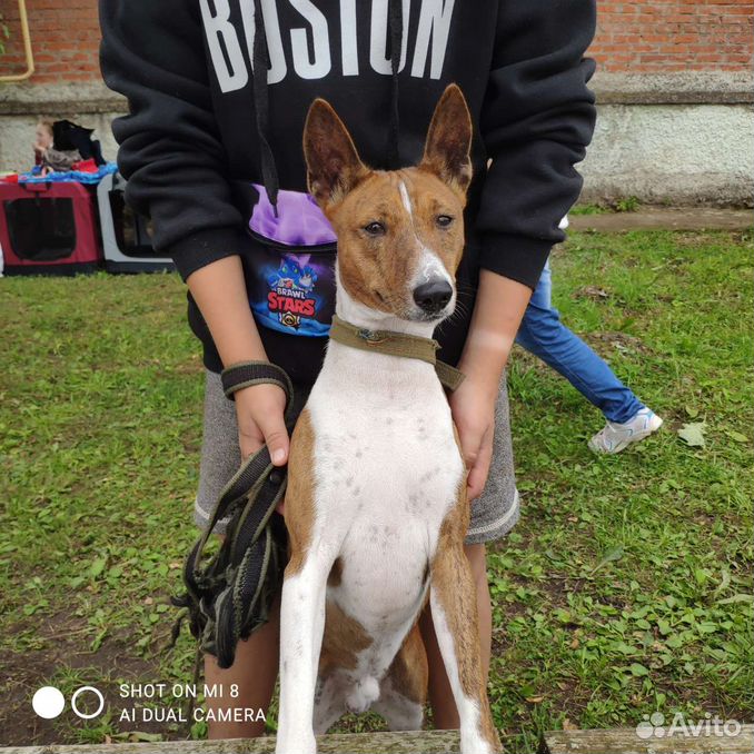 Приют для собак в щелково. Приют собак в щелково берта. Воткинск собака. Собаки воткинск. Собаки воткинск.