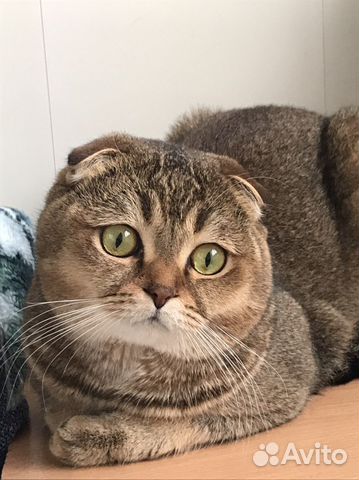 Вязка с котом