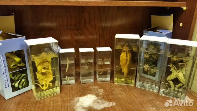 Влажный препарат