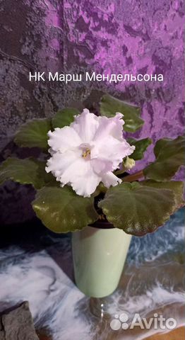 Фиалочки стартеры и детки