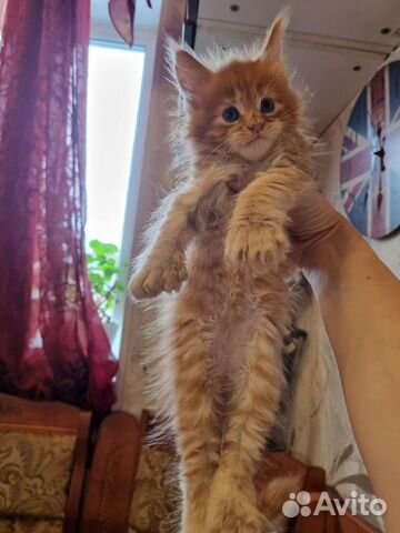 Котята мейн-кун полидакт девочки и мальчики