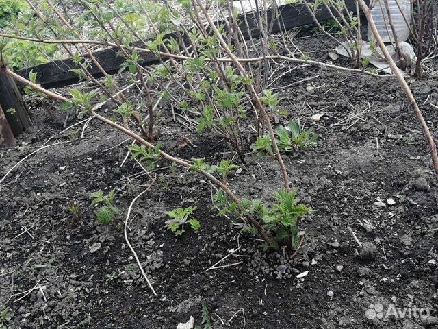 Ремонтантная малина