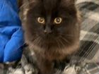 Сибирский котенок черный пушистый 6 месяцев