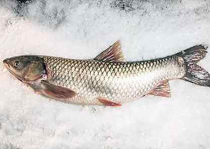 Ловить рыбу белого амура. Белый Амур. Зимняя рыбалка на белого Амура. Белый Амур зимой. Белый лова