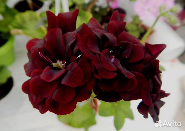 Плющелистная пеларгония