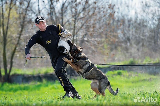 Дрессировка собак г. Таганрог