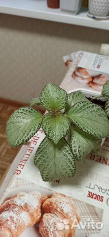 Продам цветы комнатные