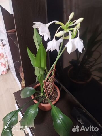 Эухариус (амазонская лилия)