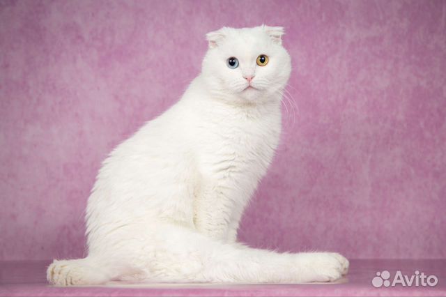 Кошечка ищет дом